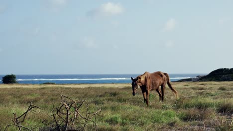 Brown-Horse-pastoreo-en-Grass-Field-en-Barbados-junto-a-la-playa