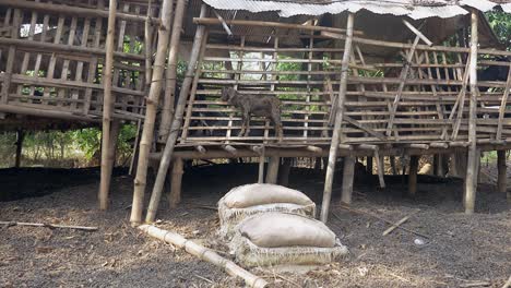 Cabra-niño-de-pie-dentro-de-su-aclarar-hechos-de-bambú