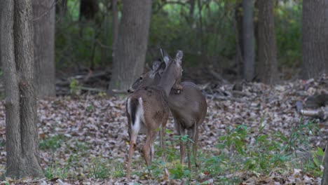 Dos-deer-en-el-bosque-toma-estática