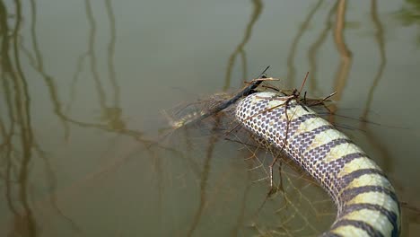 snake-caught-in-fishing-net-and-floating-dead-in-the-lake