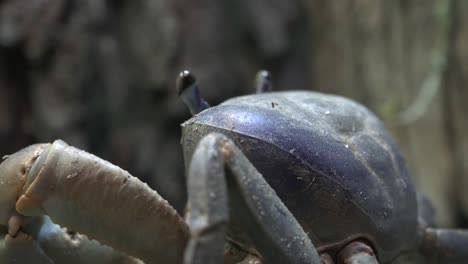 Meer-Krabbe-wie-tierische