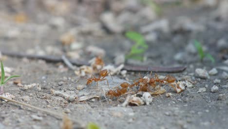 weaver-ants-carrying-the-dead-body