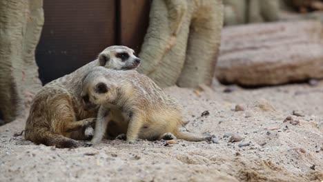 Familie-der-Suricata