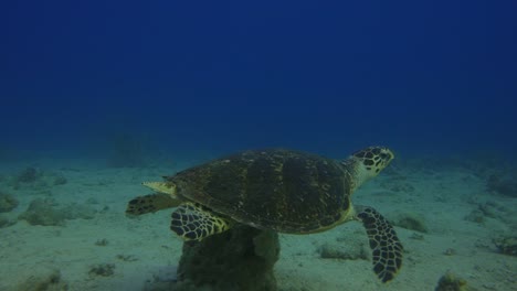 Sea-Turtle