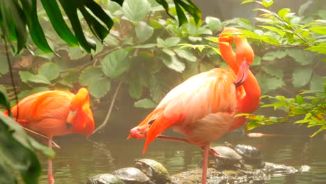 Flamencos-en-pequeño-arroyo-artificial,-toma-ancha