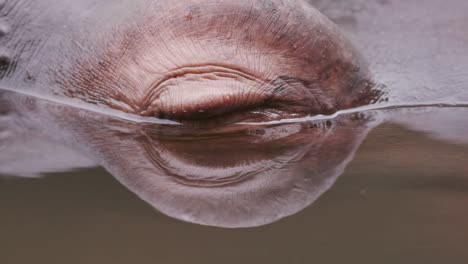 Close-up-of-hippo's-eye