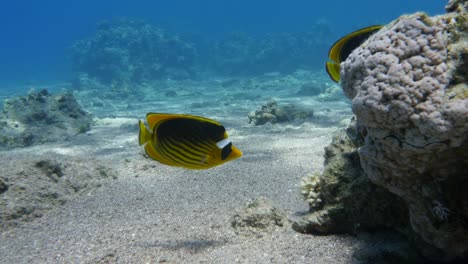 Butterfly-Fish