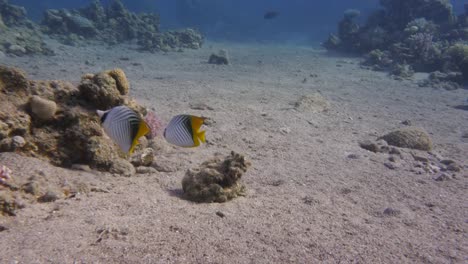 Butterfly-Fish