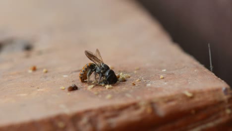 bees-drilling-hole-on-wood