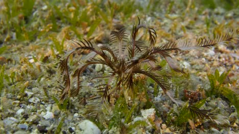 Feather-Starfish