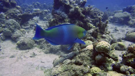 Parrot-Fish