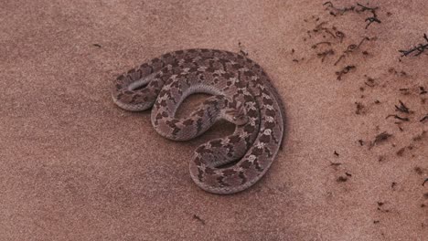 4K-egg-eating-snake-in-defensive-posture