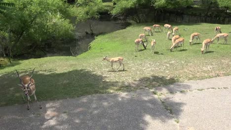 Ciervos-salvajes-en-el-Parque-Nacional