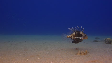 Lion-Fish