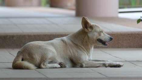 Hund-Sie-schlafen-gehen