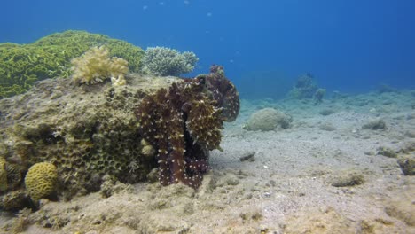 Octopus-Mating