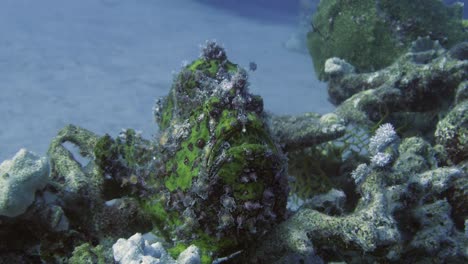 Frogfish