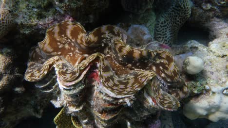 Giant-Clam