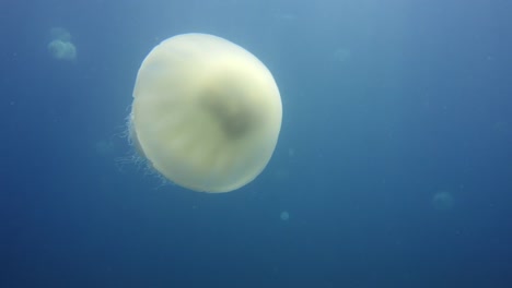 Jelly-fish