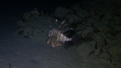 Lion-Fish-hunting-at-night