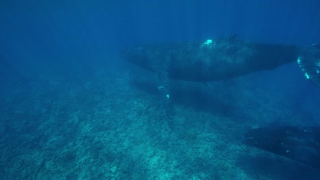 Humpback-Whales