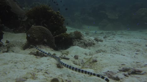 sea-snake