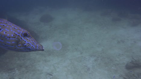 Filefish