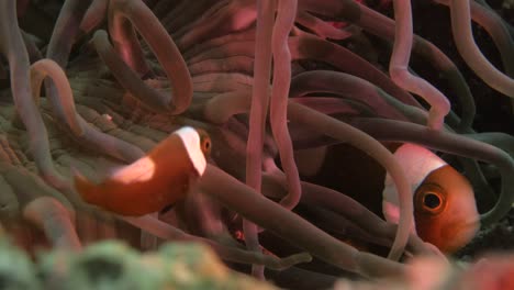 clownfish-(-Anemone-fish-)