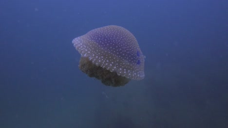 Jelly-Fish