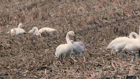 White-Swans,in-Kushiro-Shitsugen,Hokkaido,Japan,Filmed-in-4K