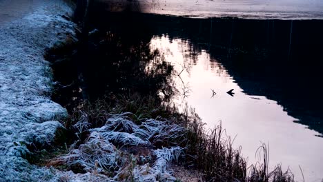Frozen-lake-and-ducks-sunset,-slowmotion