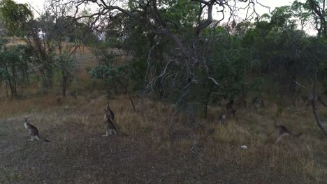 Jumping-Kangaroos