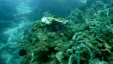 Coral-reef-and-tropical-fish.Philippines