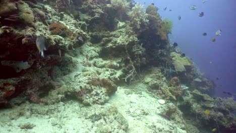 Coral-reef-and-tropical-fish.Philippines