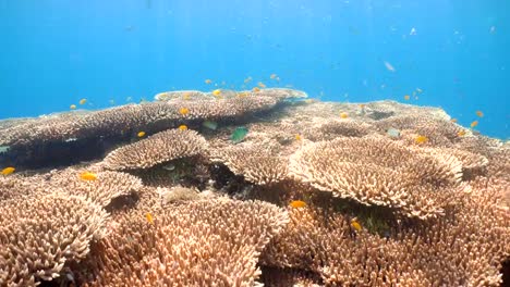 Coral-reef-and-tropical-fish.Philippines