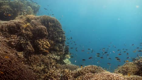 Korallenriff-und-tropischen-Fischen.-Philippinen