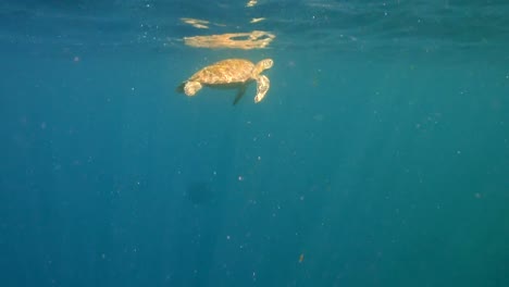 Sea-turtle-under-water