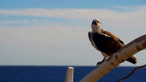 Marine-Bird-of-Prey-Osprey-Sits-on-the-Mast-of-the-Ship's-Bow-Against-Background-of-Red-Sea