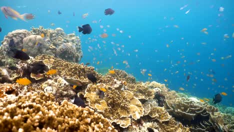 Coral-reef-and-tropical-fish.Philippines