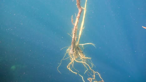 Baum-mit-Wurzeln-unter-Wasser