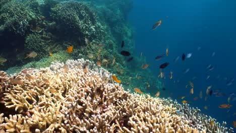 Coral-reef-and-tropical-fish.Philippines