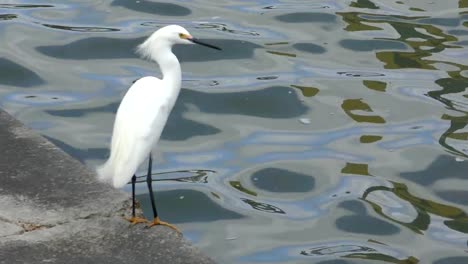 Snowy-egret-in-the-wild