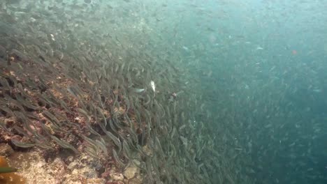 Sardines-on-blue-water