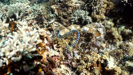 Banded-Sea-Snake