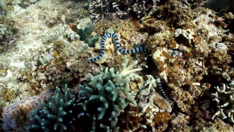 Banded-Sea-Snake