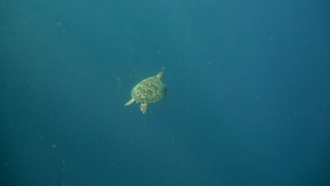 Sea-turtle-under-water