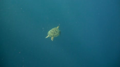 Sea-turtle-en-agua-