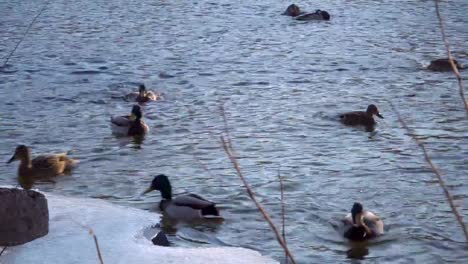 Wildenten-schwimmen-nahe-dem-Ufer-des-ein-eingefrorenes