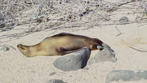 Sea-lion-in-the-Sand