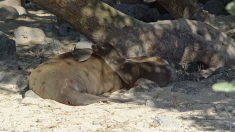 Baby-Sealion